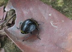 Erotylus variomaculatus