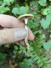 Cyclocybe erebia