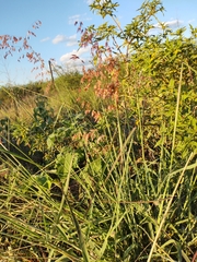 Melinis repens