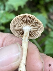 Cyclocybe erebia