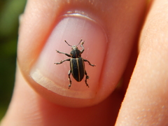 Eudiagogus maryae