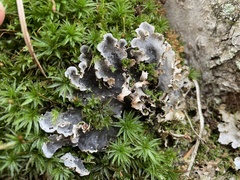 Peltigera praetextata
