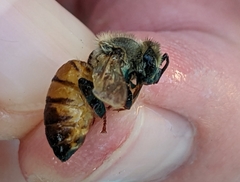 Apis mellifera