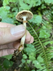 Cyclocybe erebia