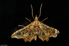 Lepidoptera