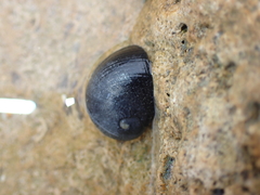 Nerita melanotragus