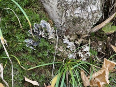 Peltigera praetextata