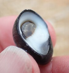 Nerita melanotragus