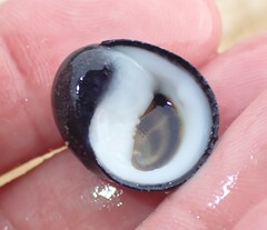 Nerita melanotragus