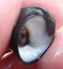 Nerita melanotragus