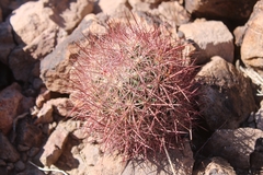 Echinomastus johnsonii