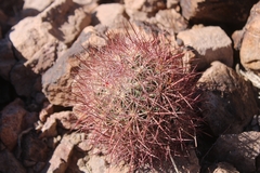 Echinomastus johnsonii