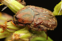 Euphoria leucographa