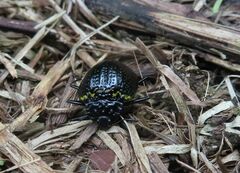 Erotylus variomaculatus