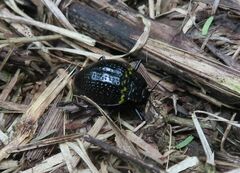 Erotylus variomaculatus