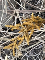 Arceuthobium campylopodum