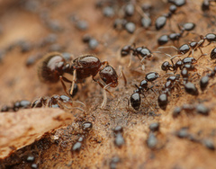 Monomorium minimum