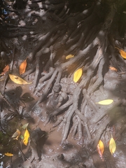 Rhizophora