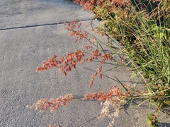Melinis repens