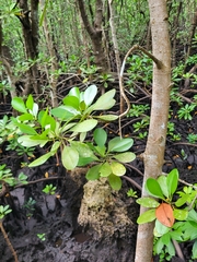 Rhizophora