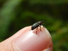 Eudiagogus maryae