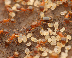 Temnothorax rugatulus