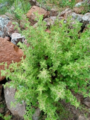 Aloysia wrightii