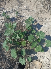 Sphaeralcea ambigua