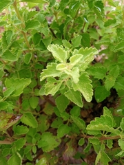 Aloysia wrightii