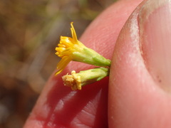Gutierrezia californica