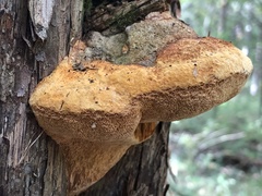 Pyrofomes juniperinus