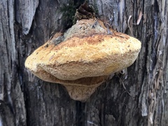 Pyrofomes juniperinus