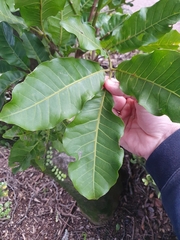 Dysoxylum spectabile