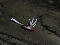 Cordyceps tenuipes