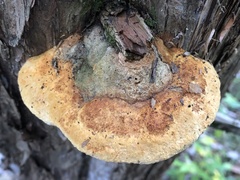 Pyrofomes juniperinus
