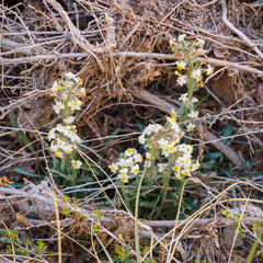 Oreocarya flavoculata