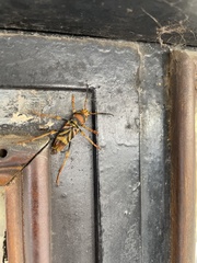 Xylotrechus chinensis