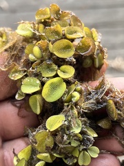 Salvinia minima