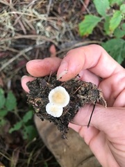 Strobilurus occidentalis