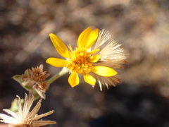 Heterotheca sessiliflora