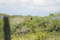 Falco femoralis