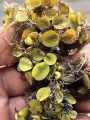 Salvinia minima
