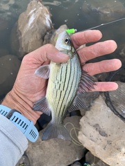 Morone mississippiensis