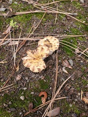 Turbinellus kauffmanii