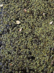 Salvinia minima