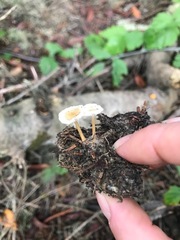 Strobilurus occidentalis