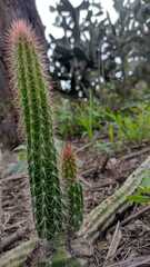 Nyctocereus serpentinus