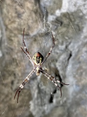 Argiope picta