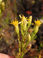 Ericameria ericoides