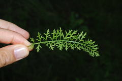 Achillea roseo-alba
